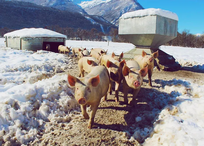 Farm stay Masseria Ramello *